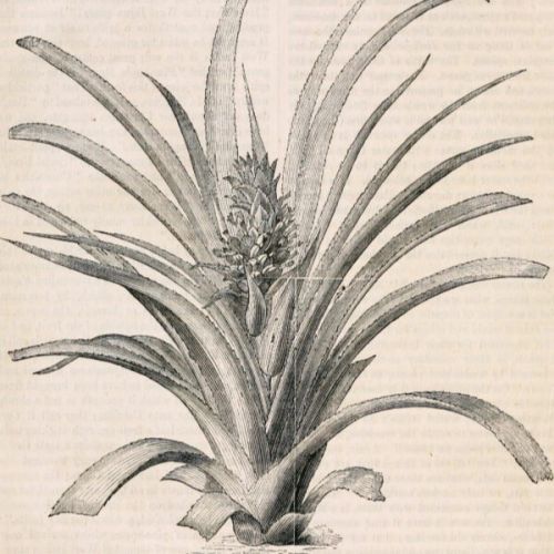 Интерьерный постер “Pineapple”