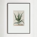 Интерьерный постер “Аloe”