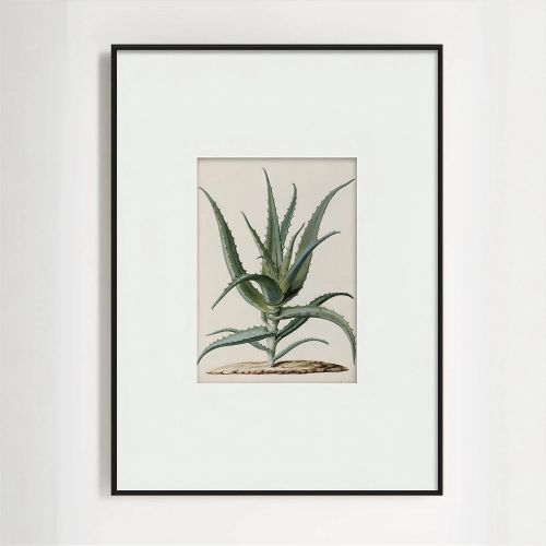 Интерьерный постер “Аloe”