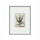 Интерьерный постер “Аloe”