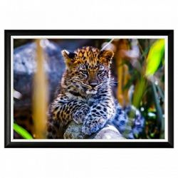 Арт-постер «Котенок леопарда»