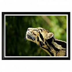 Арт-постер «Дымчатый леопард»