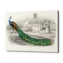 Картина «Величественно окрашенный портрет павлина» (версия 1) (холст, галерейная натяжка)