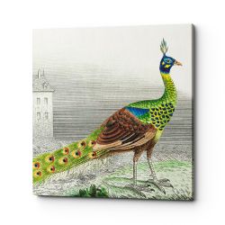 Картина «Величественно окрашенный портрет павлина» (версия 5) (холст, галерейная натяжка)