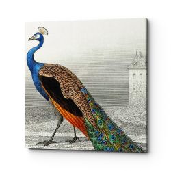 Картина «Величественно окрашенный портрет павлина» (версия 4) (холст, галерейная натяжка)